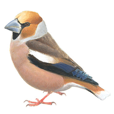 BLOCBIRD - Hawfinch / Appelvink