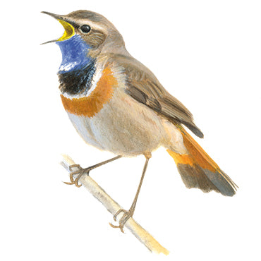 BLOCBIRD - Bluethroat / Blauwborst