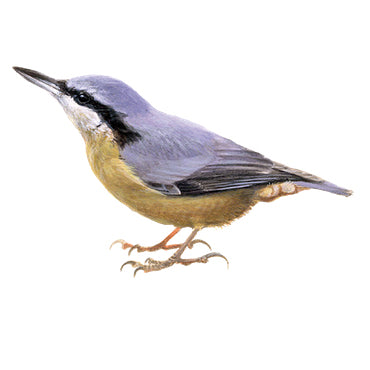 BLOCBIRD - Nuthatch / Boomklever