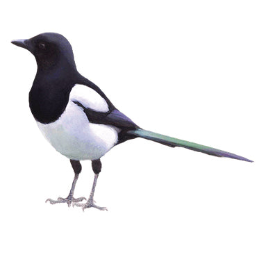 BLOCBIRD - Magpie / Ekster