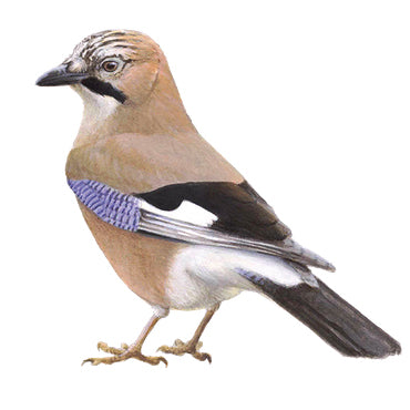 BLOCBIRD - Gaai / Gaai