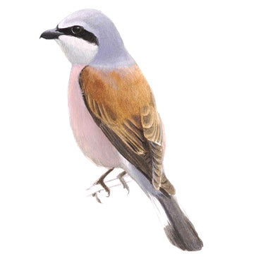 BLOCBIRD - Roodrugklauwier / Grauwe Klauwier