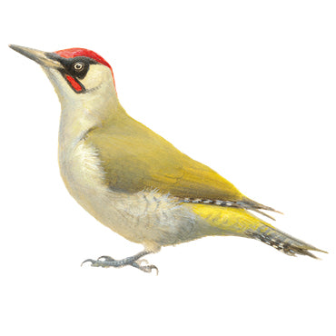 BLOCBIRD - Groene specht / Groene specht