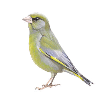 BLOCBIRD - Groenling / Groenling