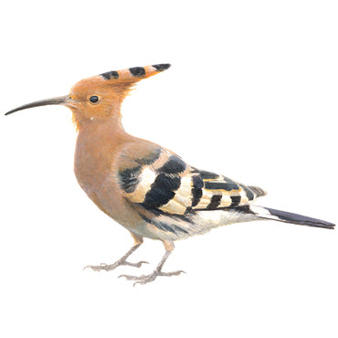 BLOCBIRD - Hop / Hop