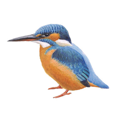 BLOCBIRD - IJsvogel / IJsvogel
