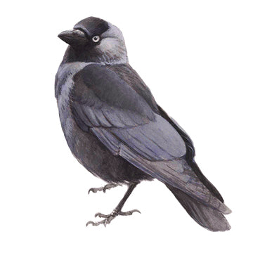 BLOCBIRD - Jackdaw / Kauw