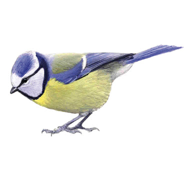 BLOCBIRD - Blue tit / Pimpelmees