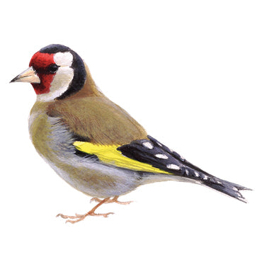 BLOCBIRD - Putter / Putter