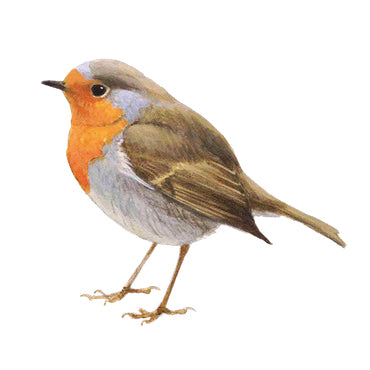 BLOCBIRD - Robin / Roodborst