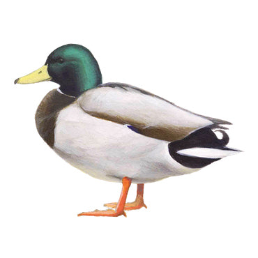 BLOCBIRD - Wilde eend / Wilde eend