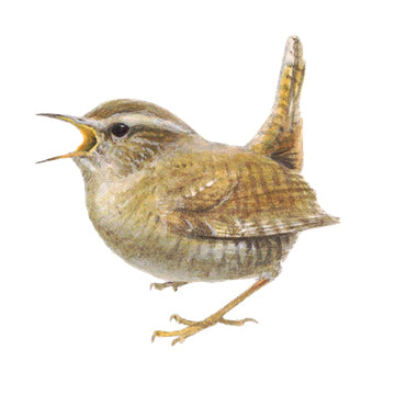 BLOCBIRD - Wren / Winterkoning