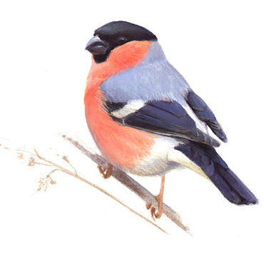 BLOCBIRD - Bullfinch / Goudvink