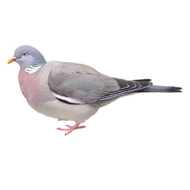 BLOCBIRD - Wood pigeon / Houtduif