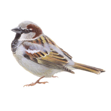 BLOCBIRD - House sparrow / Huismus