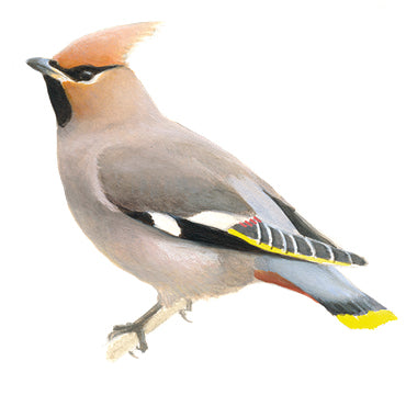 BLOCBIRD - Waxwing / Pestvogel