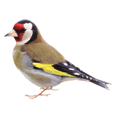 BLOCBIRD - Goldfinch / Putter