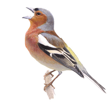 BLOCBIRD - Finch / Vink